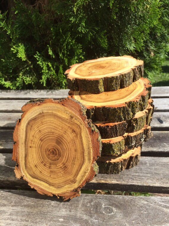 10 Black Locust Log 23in Slice Hard wood coasters disk