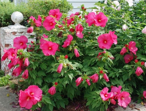 Hardy Hibiscus Seeds Jazzberry Jam Winter Hardy Flowering 