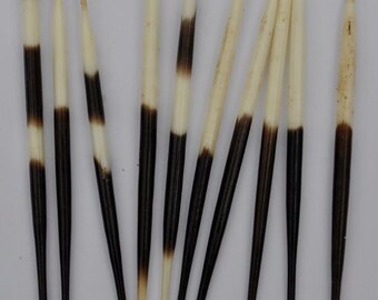 10 x EXOTIC PORCUPINE QUILLS