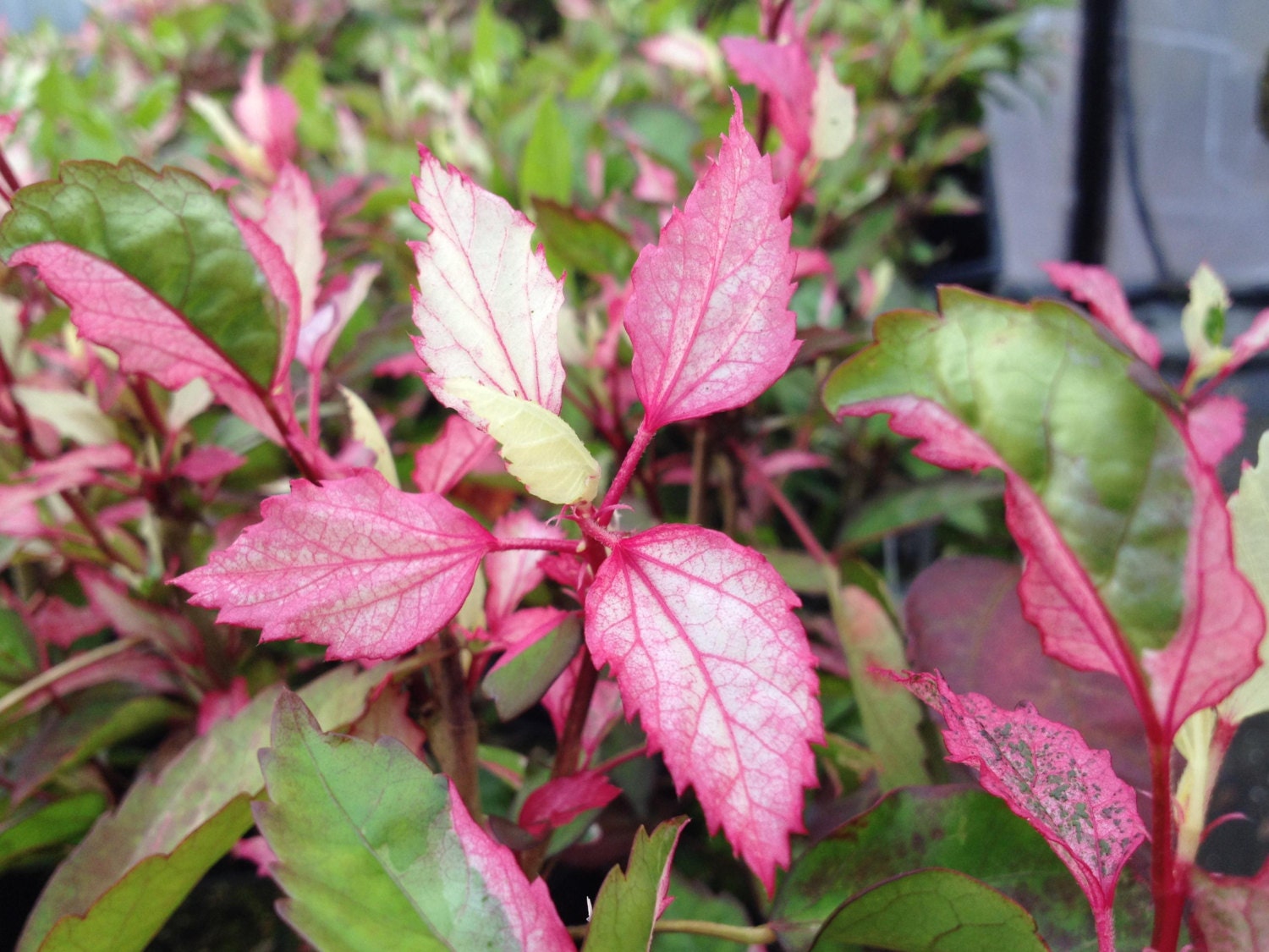 AUSSIE QUEEN Tropical Hibiscus Live Plant Variegated Green ...