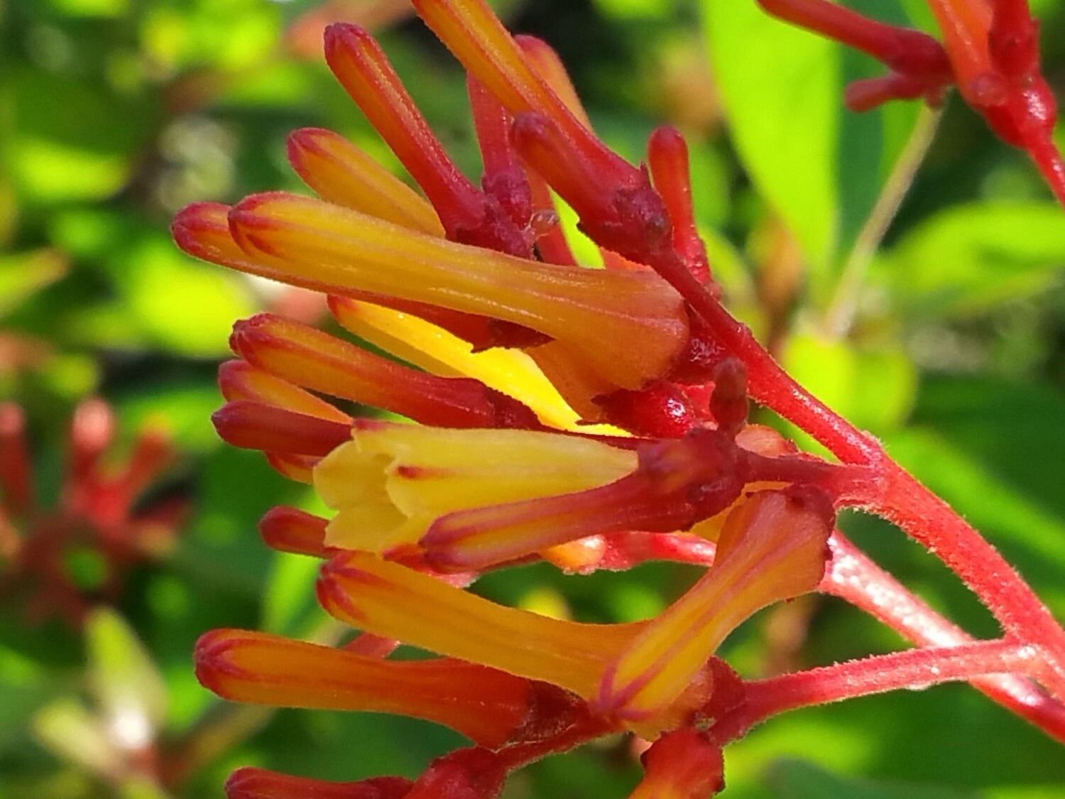 Dwarf FIrefly Firebush Flowering Perennial by EmeraldGoddessGarden