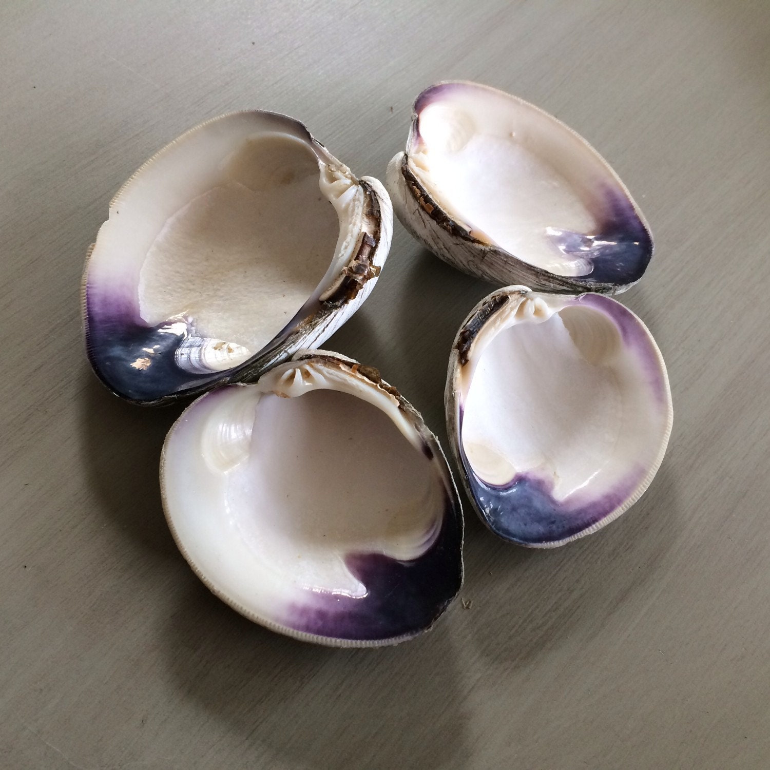 Quahog Shells Four WAMPUM Shell Native American Wedding