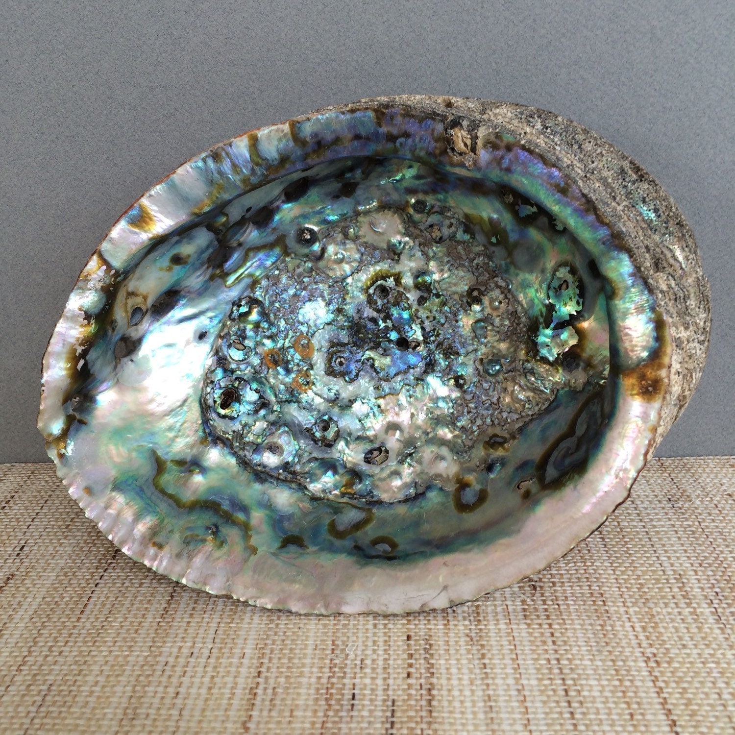 Vintage large abalone shell large by PalmTreesandPelicans on Etsy