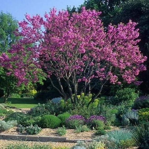 Judas Tree Seeds Cercis siliquastrum 25Seeds