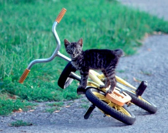 Cat On Bicycle 