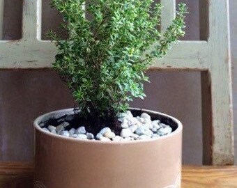 Handmade ceramic planter