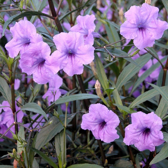 Items similar to Mexican petunia Ruellia brittoniana 'Purple Showers