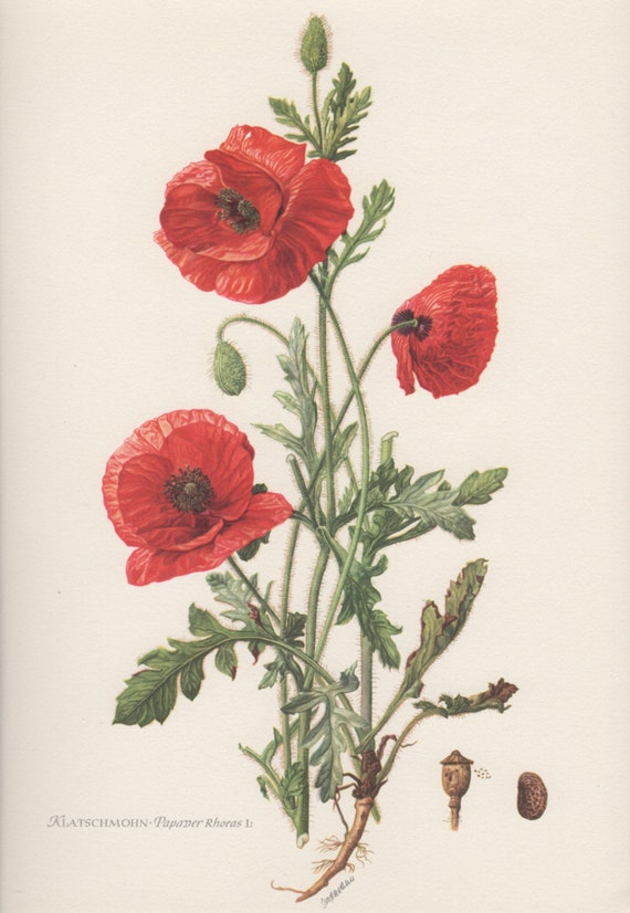 1954 red poppy vintage botanical print lithograph by 1954 red poppy vintage botanical print lithograph by