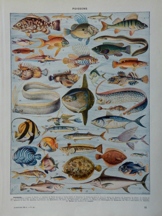 Vintage print.1920's.FISHES.Beautiful print.80 years old print.Vintage illustration.Antique print,Fish prints12,1x9" or 23x31cm.