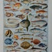 Vintage print.1920's.FISHES.Beautiful print.80 years old print.Vintage illustration.Antique print,Fish prints12,1x9" or 23x31cm.
