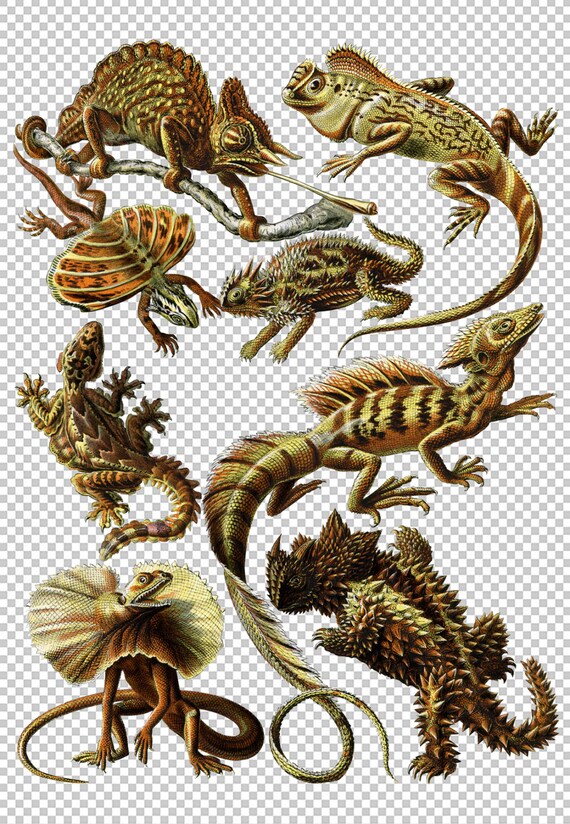 Lizards Clip Art Eight 8 Hand Drawn Lizard by HaeckelsArk on Etsy