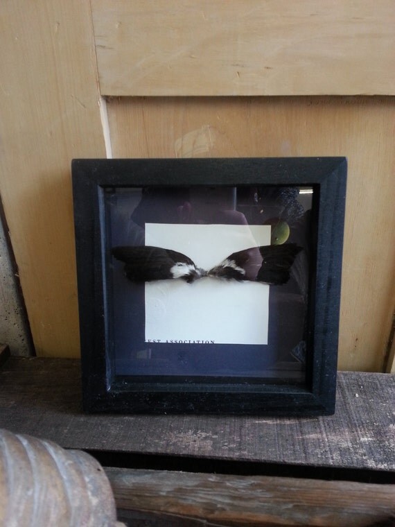 Taxidermy wings in frame ~ deconstructed antique wings in box frame steampunk buy now online