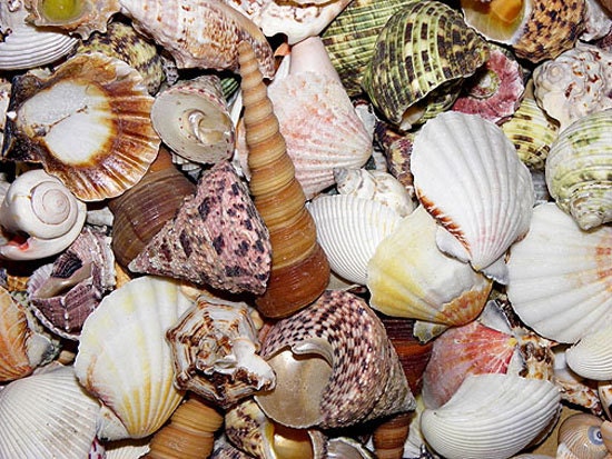 Philippine Mix Beach Craft Shells Approximately 35