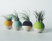 Wood Sphere Paint-Dipped Magnets with Air Plant; Living Magnet; Neodymium; Dipped; Dip Dyed; Home Decor; Desk Accessory; Cubical; Gift