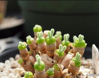 New Home Garden Succulent Plant 5 Seeds Rarest String of Pearls - Monilaria Moniliformis - Exotic Mesembs Seeds