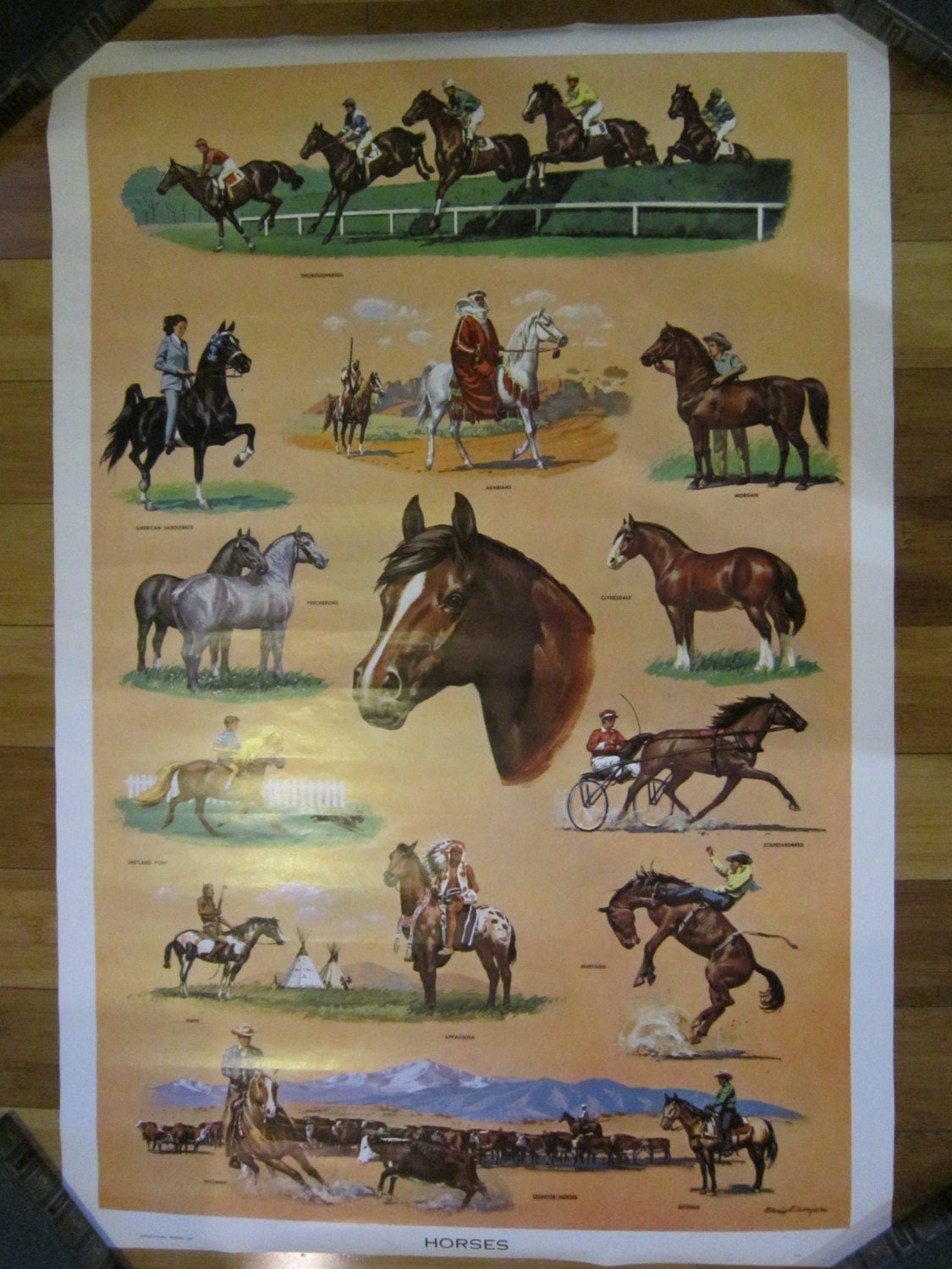 Large Original Horses 1959 Educational Poster