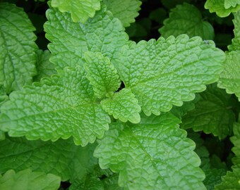 Lemon Balm Seeds, Herb Seeds, Naturally Grown in the Pacific NW