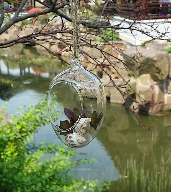 Hanging egg shape glass terrarium//succulent by AirPlantTerrariums