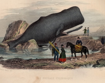 1839 Rare Antique Whaling la physale cylindrique Sperm Whale Engraving Hand Colored Comte de Lacepede L'Histoire Naturelle