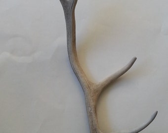 Antler 60 cm