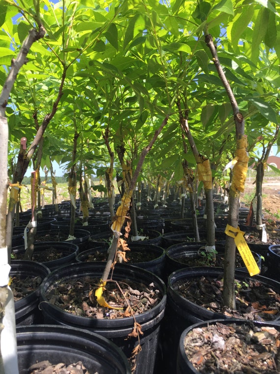 Pawnee Pecan Tree by on Etsy