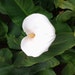 Maryline