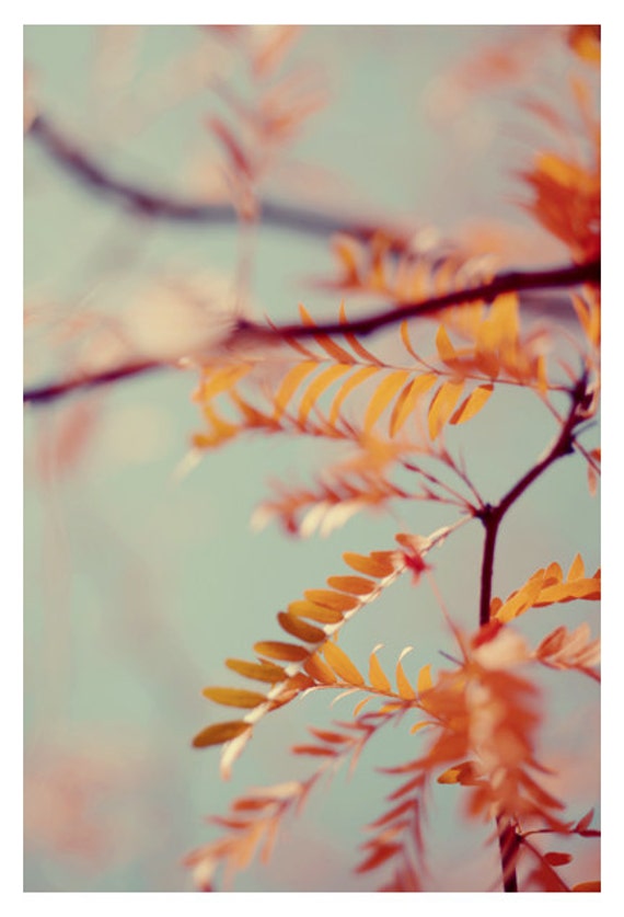 Nature Photography Autumn Tree Print Fine Art Photograph