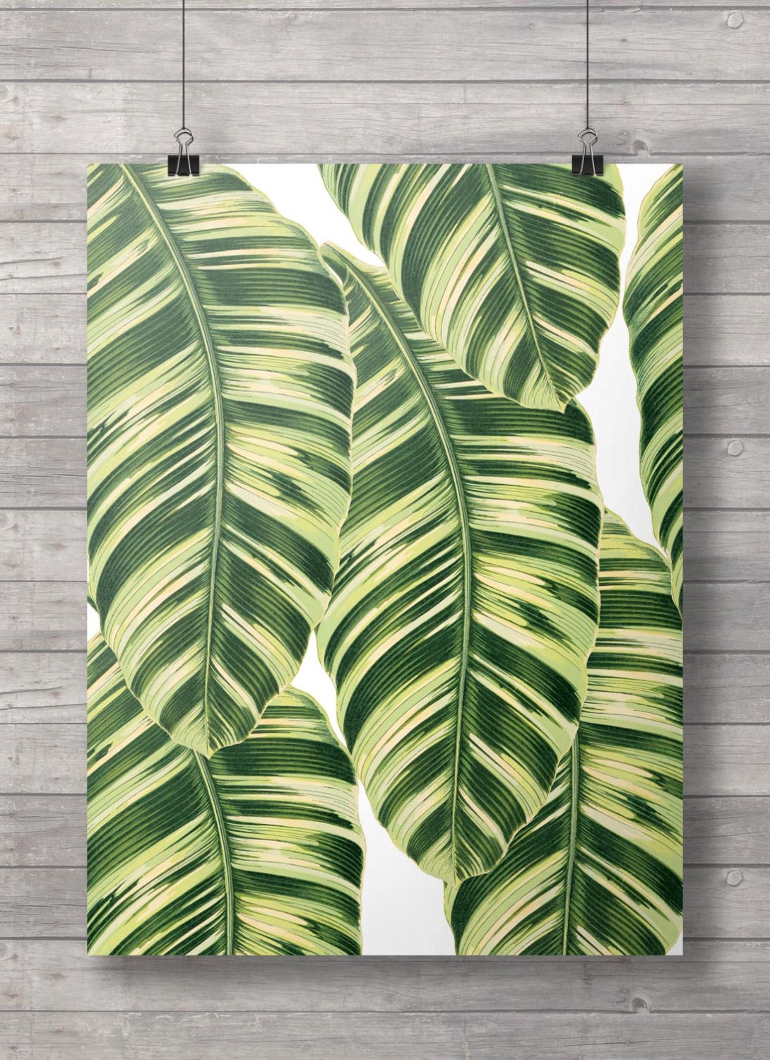 Fort Worth Botanic Garden