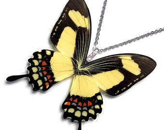 Real Butterfly Wing Necklace / Pendant (WHOLE Papilio Torquatus Butterfly - W042)