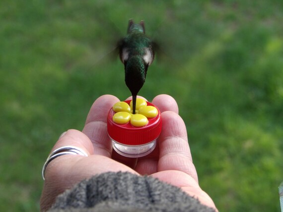 3 hum buttons mini hand held hummingbird feeders made 3 hum buttons mini hand held hummingbird feeders made