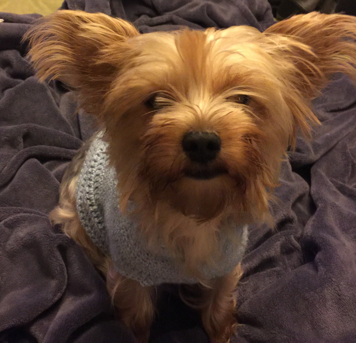 Softest Dog Sweater Ever