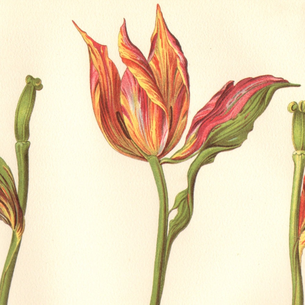 1913 Tulip Blooming Flower Life Cycle Stages by