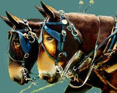 Mule team portrait, dark brown Mules print, blue harnesses, rustic decor for equine lover, unique gift for mule lover Mule team portrait, dark brown Mules print, blue harnesses, rustic decor for equine lover, unique gift for mule lover