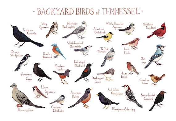 Tennessee Backyard Birds Field Guide Art Print / Watercolor