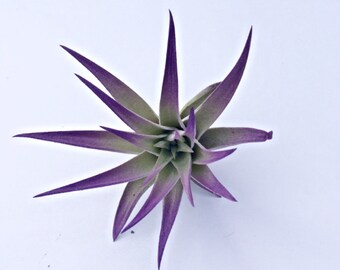 Purple Air Plant