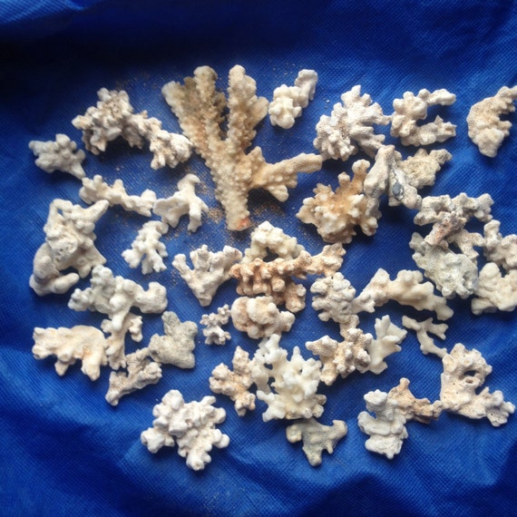 Dried Sea Coral 40 Pieces From Hawaii Home by HeartsofStoneRock