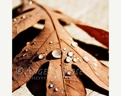 CIJ Sale Leaf Photograph, Autumn Nature Print, Rustic Fall, Brown, Water Droplets, Rain, 8 x 10 Print, Fall Art, Leaf Photo, Autumn Leaf