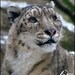 Panthera