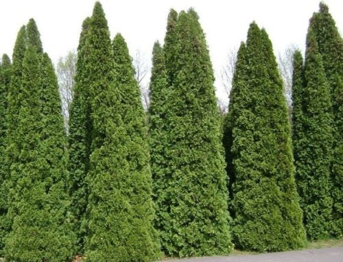 1000 American Arborvitae Tree Seeds Thuja Occidentalis