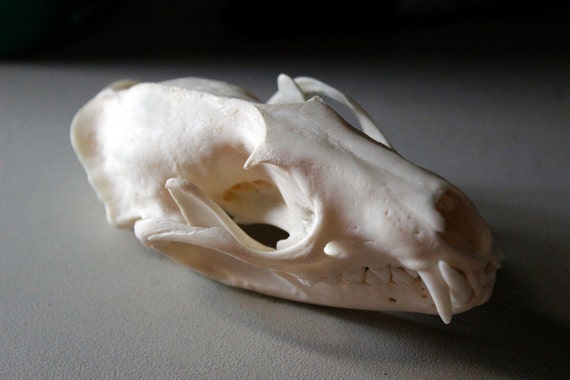 African Palm Civet Skull by SkinnedFawxTaxidermy on Etsy