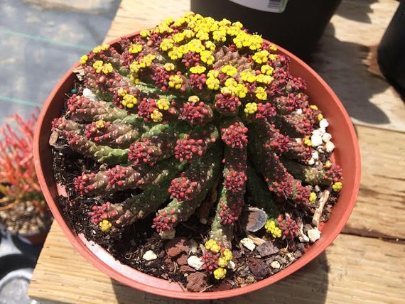 Cactus Plant. Medusae's Head. A very unique by ...