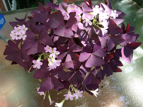 Butterfly Like Plants Purple Oxalis 10 Bulbs In Each Order.