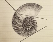 Nautilus Shell