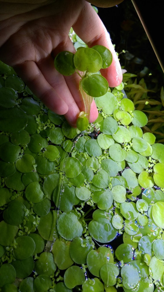 Amazon Frogbit Aquarium  Plant Live by Alopias on Etsy