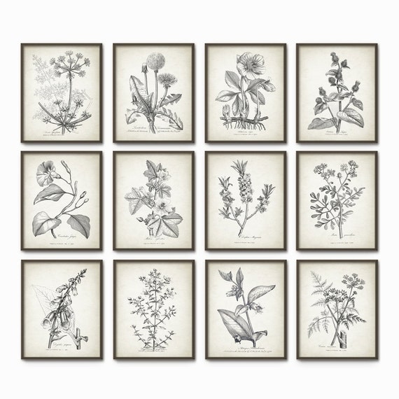 Antique Botanical Print Set of 12 Vintage Botanical Home