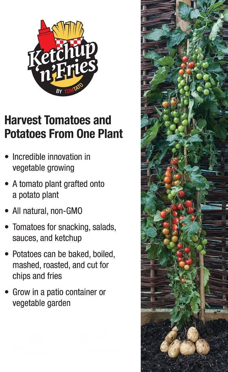 Ketchup 'n' Fries Tomato/Potato Plant 4 Pot by HirtsGardens
