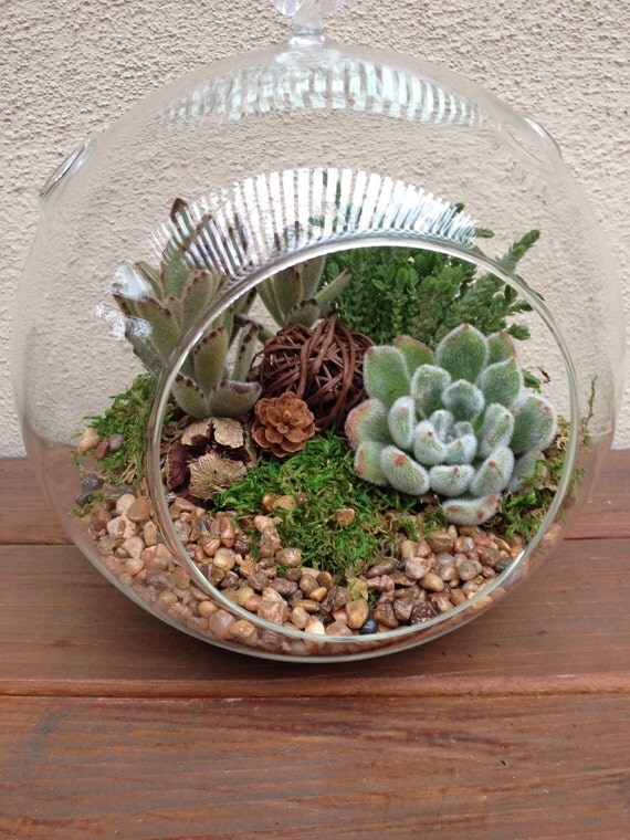 Succulent Terrarium Kit "Woodsy2" Large 7 inch or 8 inch Globe with Echeveria, Crassula and