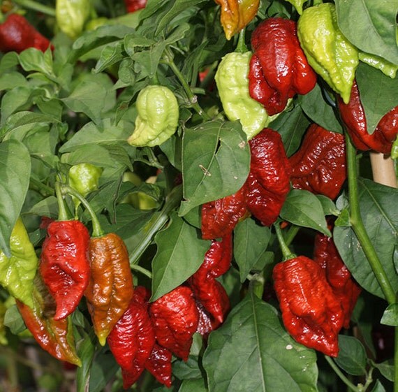 10 Chocolate Brown Bhutlah Seeds Fresh World Record Bhut