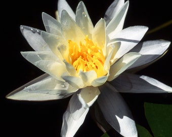 Water Lily Fine Art Photography Wall Photo Print, White Nymphaeaceae Yellow Lilypad Pond Flower Blue Water Spring Floral Garden Bouquet