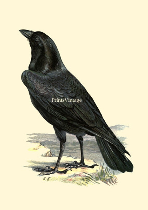 Raven Printable Image Instant Download by PrintsVintage on Etsy
